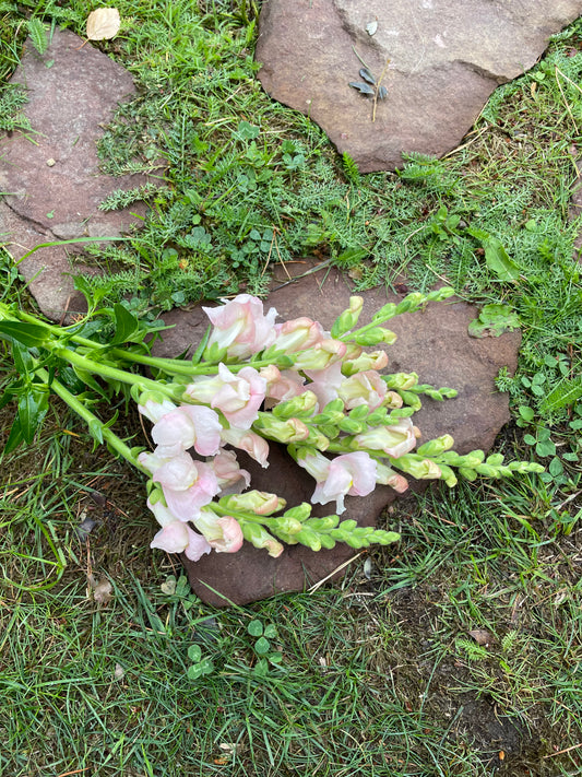 Lejongap ”Appleblossom”