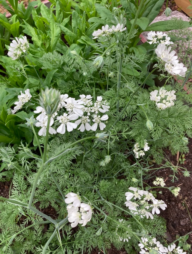 Blomsterkörvel ”White lace”