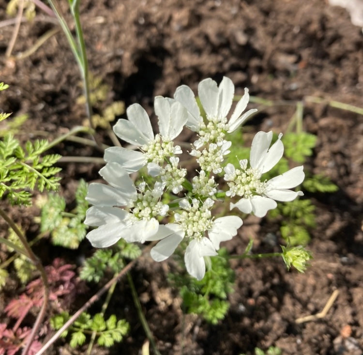 Blomsterkörvel ”White lace”