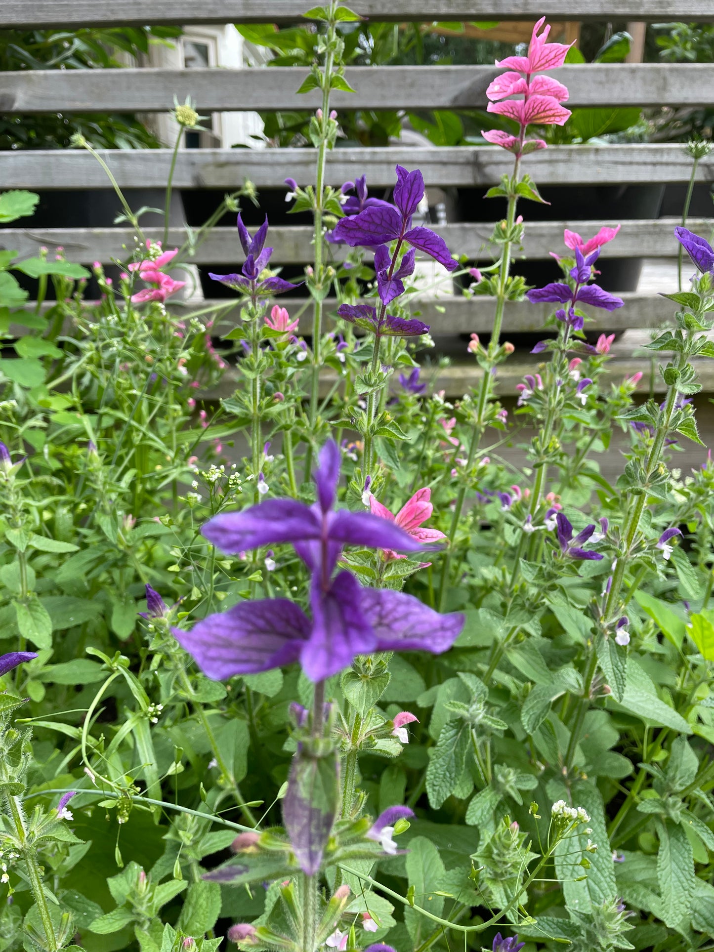 Broksalvia ”Oxford Blue”