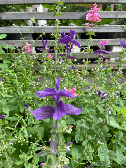 Broksalvia ”Oxford Blue”