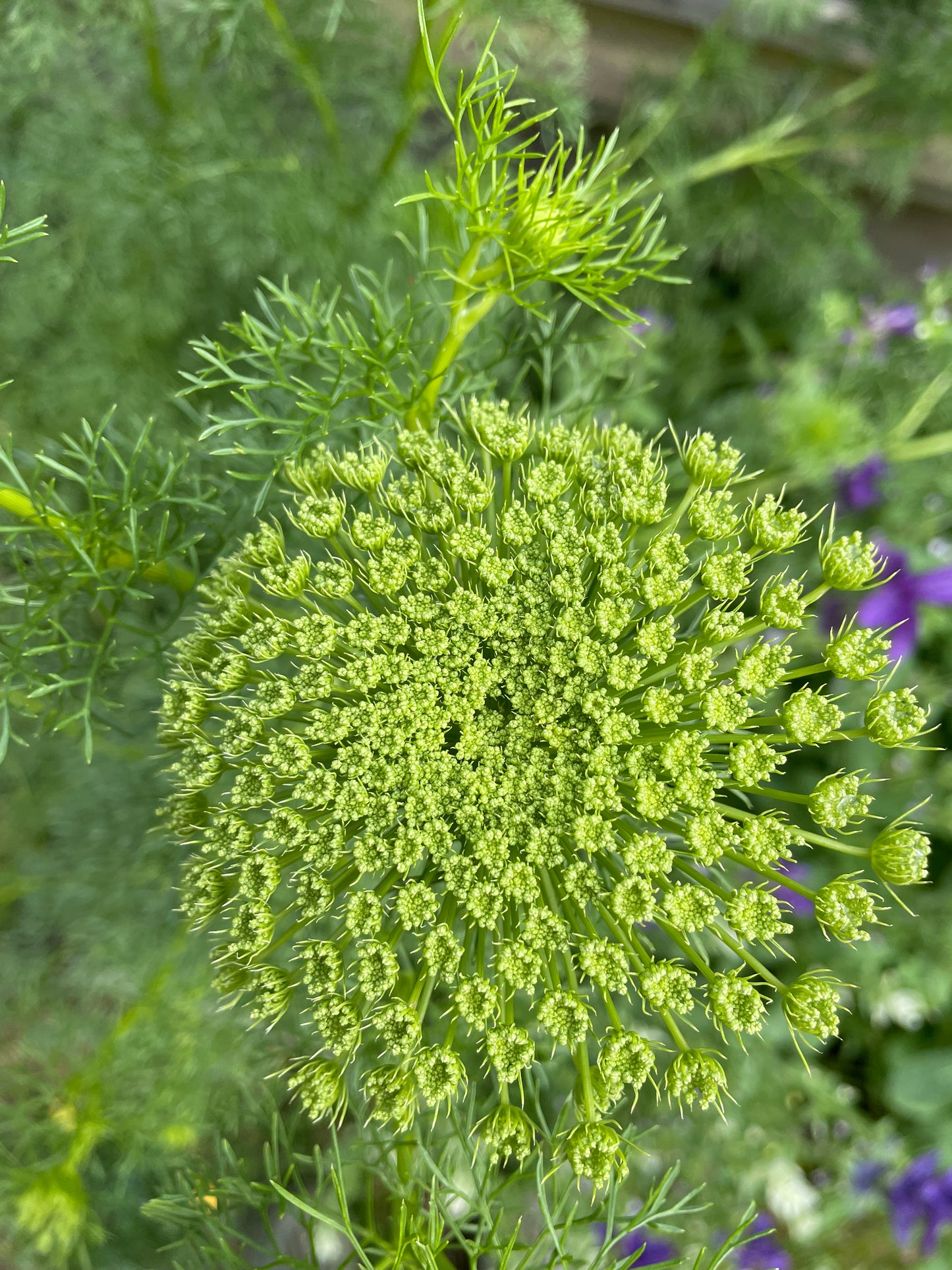 Tandpetarsilja ”Green Mist”