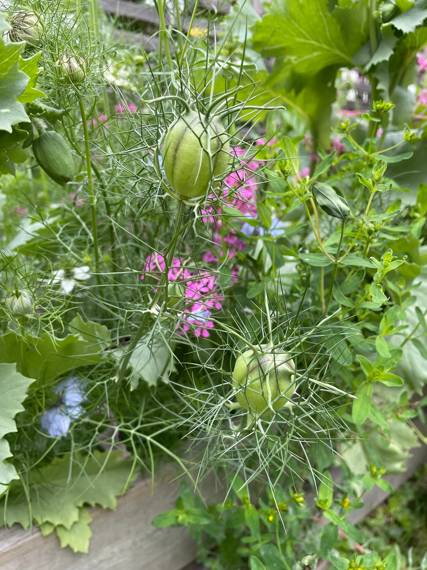 Jungfrun i det gröna ”Albion Green pods”