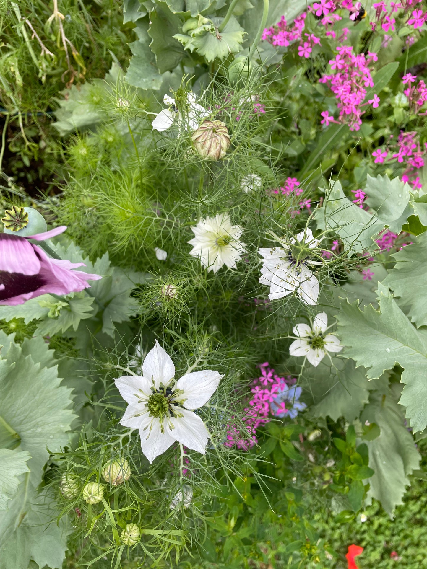 Jungfrun i det gröna ”Miss Jekyll white”