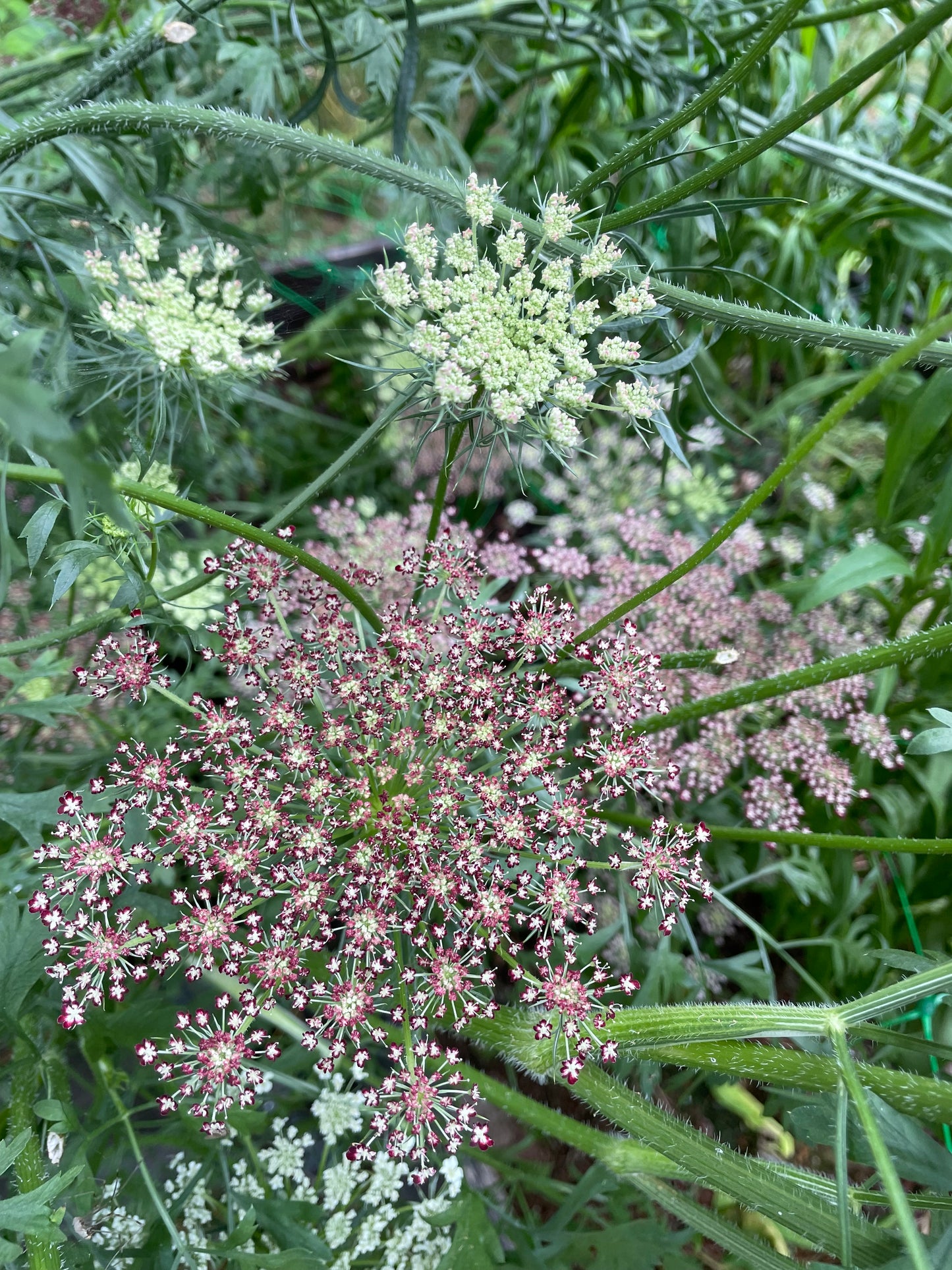 Blomstermorot ”Dara”