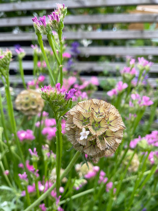 Stjärnvädd ”Drumstick”