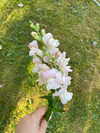 Lejongap ”Appleblossom”