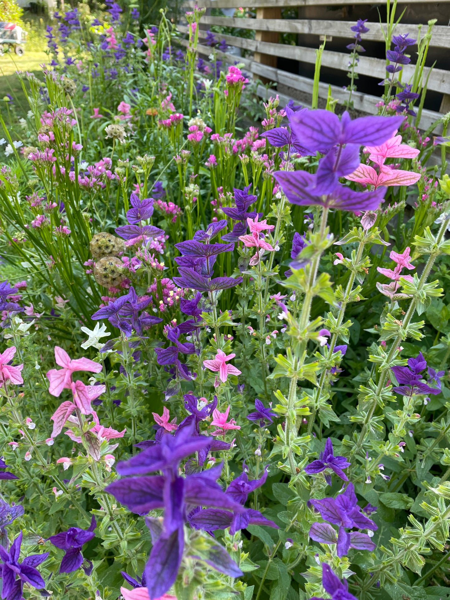 Broksalvia ”Pink Sundae”