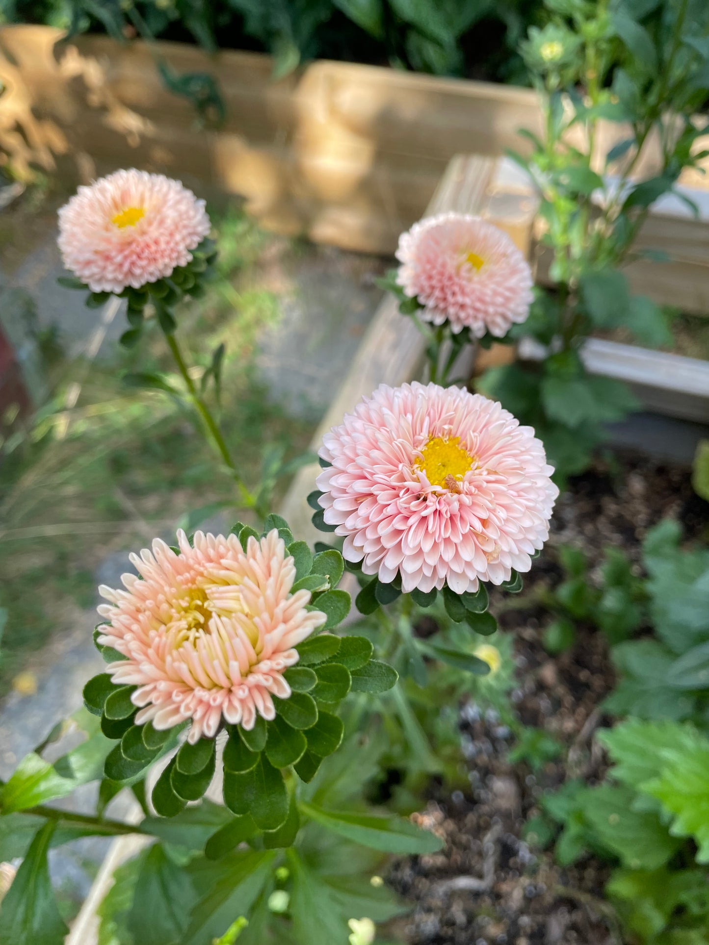 Aster ”Matsumoto Apricot”