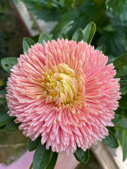 Sommaraster ”Chrysantella Living Coral”