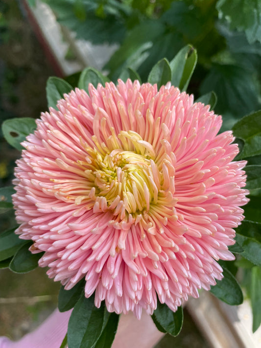 Aster ”Chrysantella Living Coral”