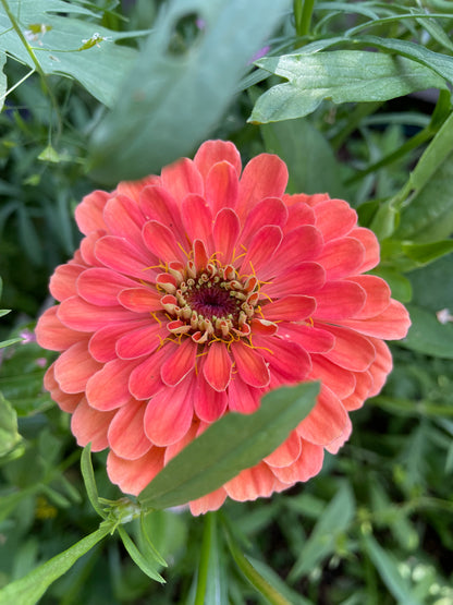 Zinnia ”Dahlia Flowered Salmon Queen”