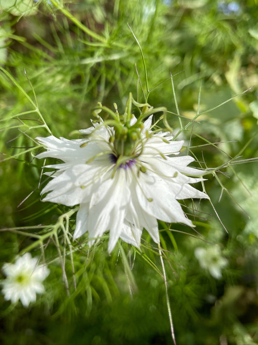 Jungfrun i det gröna ”Miss Jekyll white”