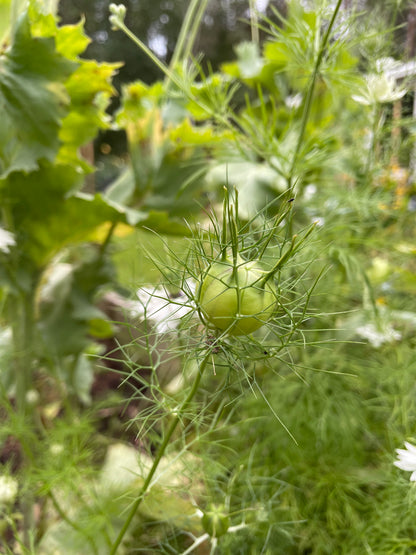 Jungfrun i det gröna ”Albion Green pods”