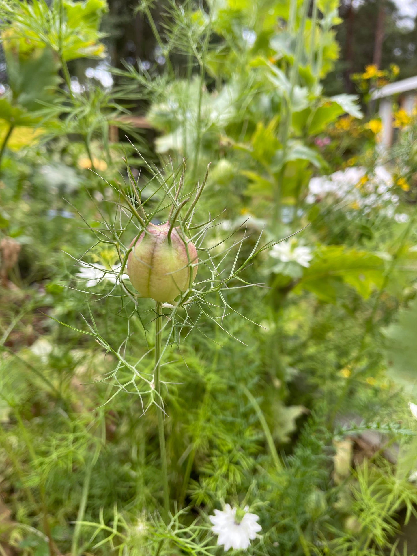 Jungfrun i det gröna ”Albion Black pods”