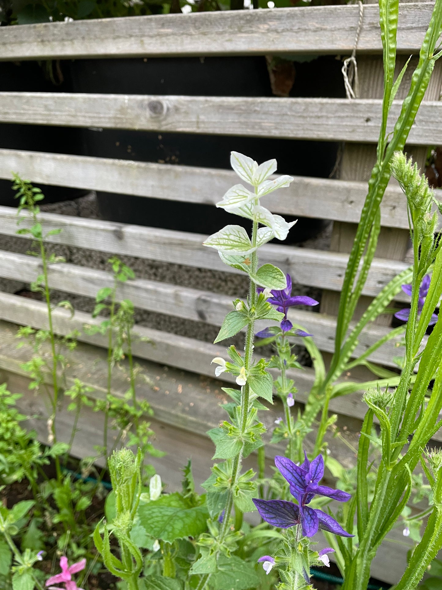 Broksalvia ”White Swan”