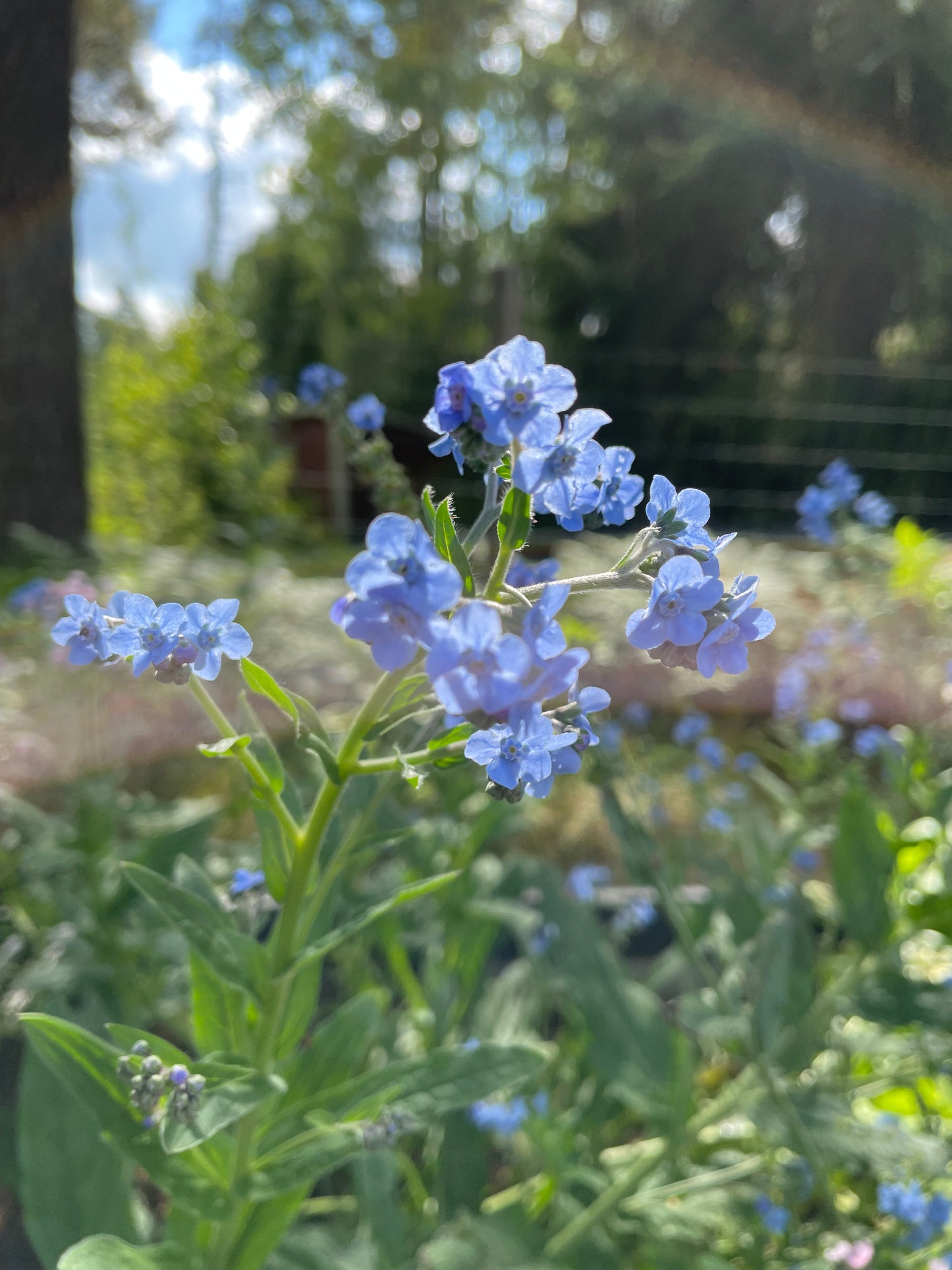 Kinesisk Förgätmigej ”Blue”