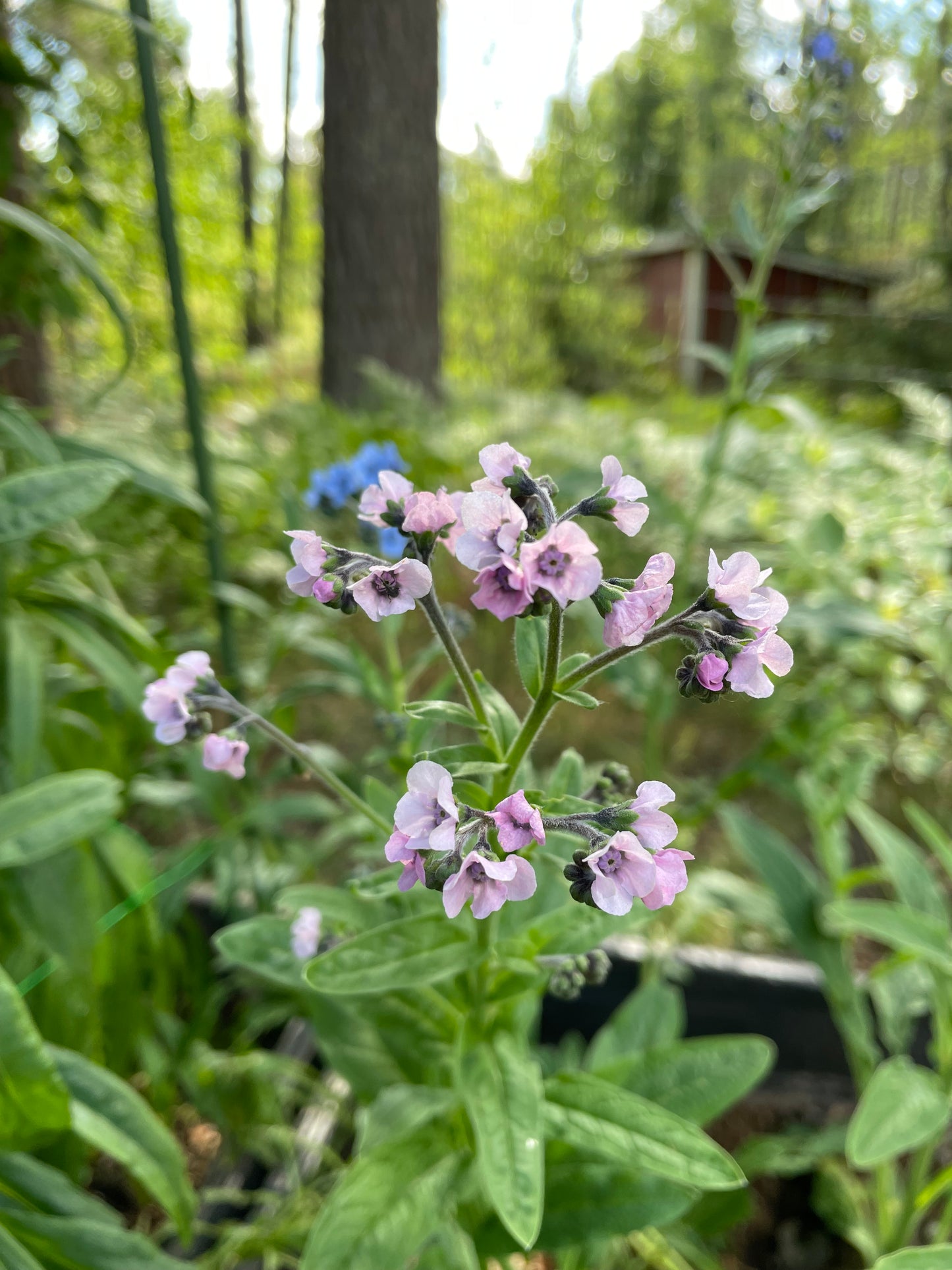 Kinesisk Förgätmigej ”Mystic Pink”