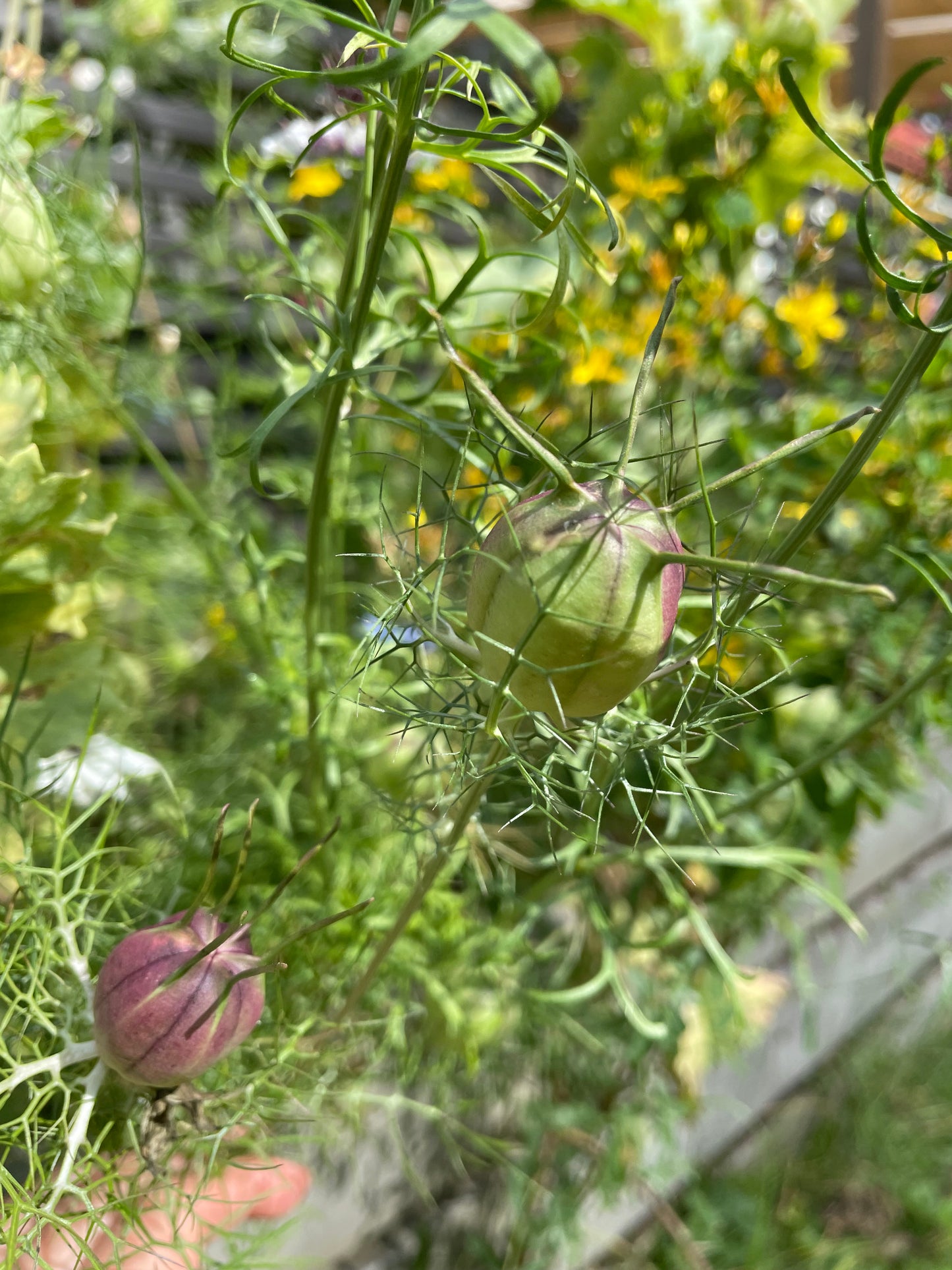 Jungfrun i det gröna ”Albion Black pods”