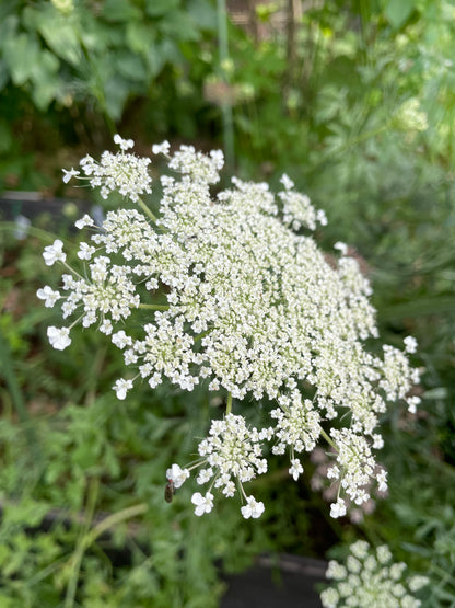 Slöjsilja ”White umbels”