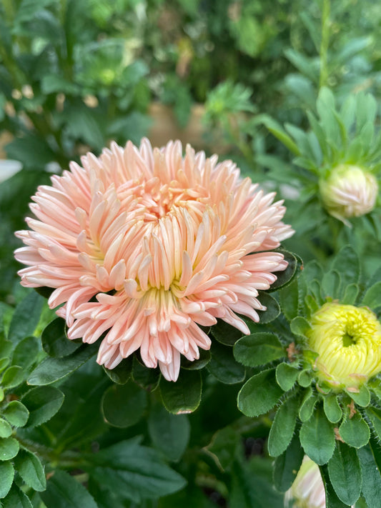 Aster ”Duchess Apricot”