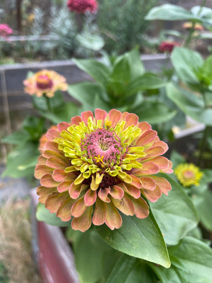 Zinnia ”Queen lime red”