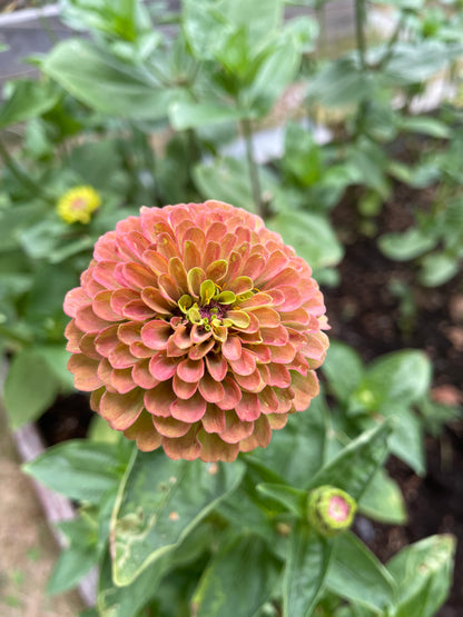 Zinnia ”Queen lime red”