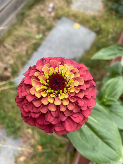 Zinnia ”Queen lime red”