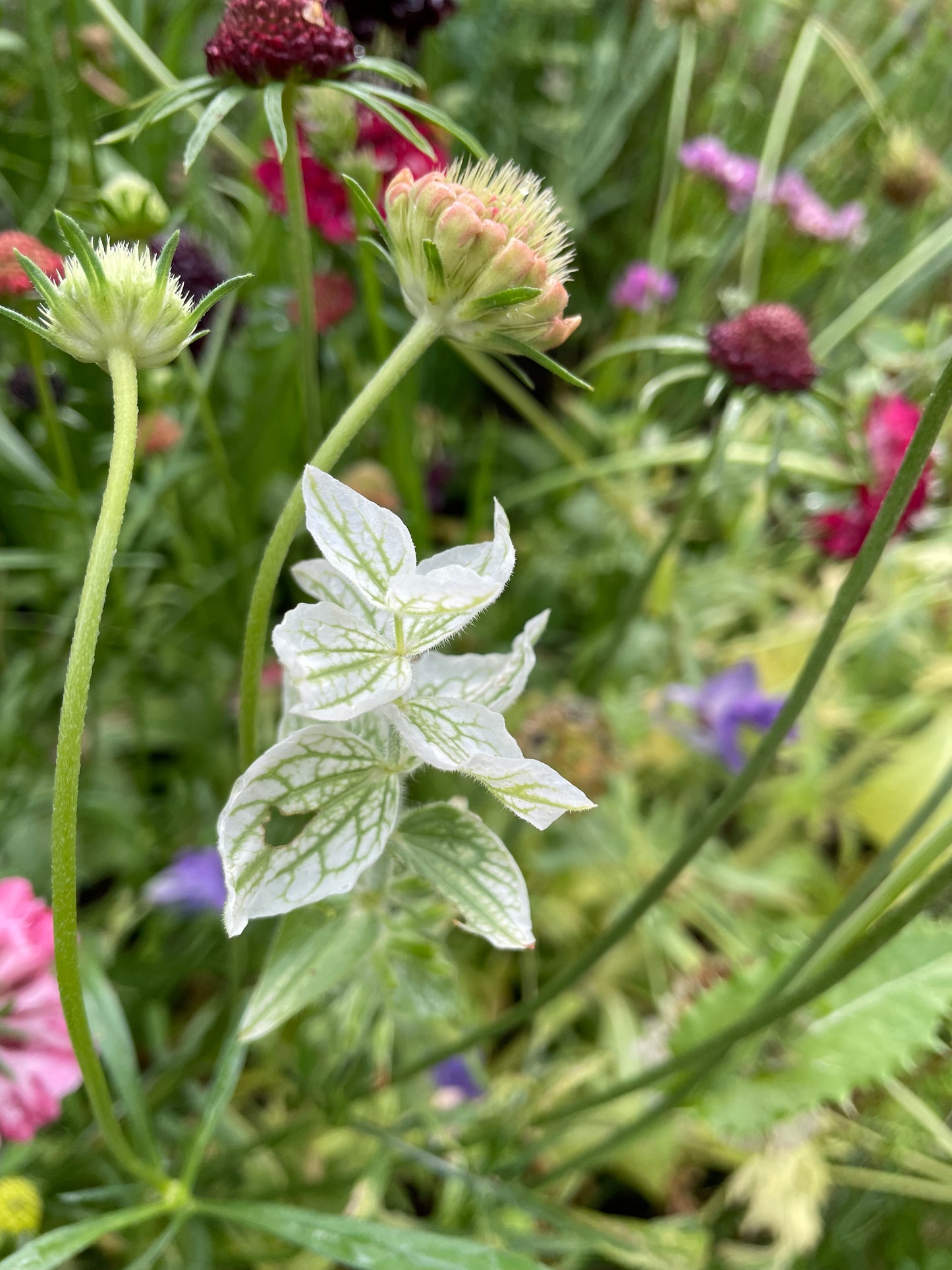 Broksalvia ”White Swan”