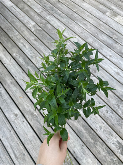 Bergsmynta ”Mountain mint”