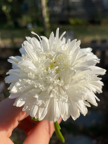 Aster "Apollonia White"