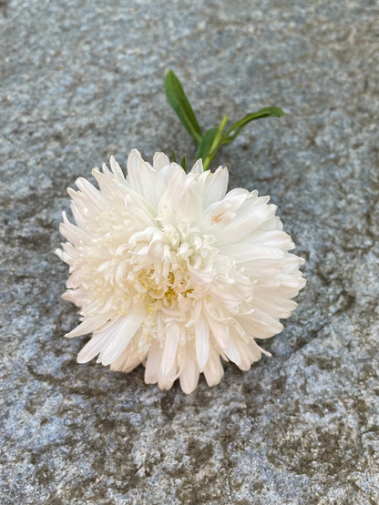 Aster "Apollonia White"