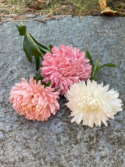 Aster ”Duchess Apricot”