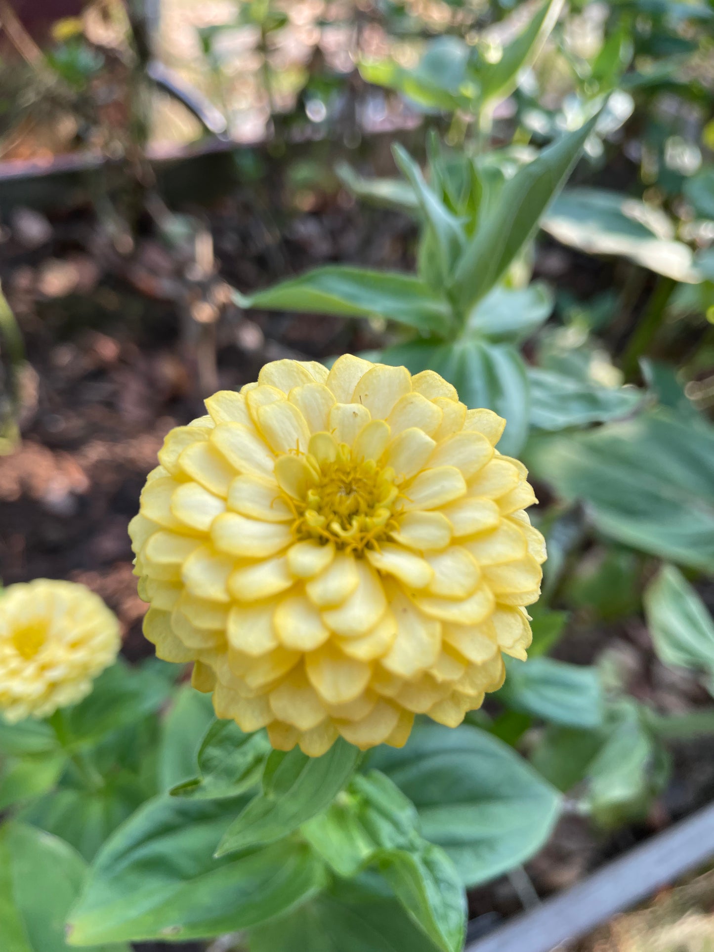 Zinnia ”Isabellina”