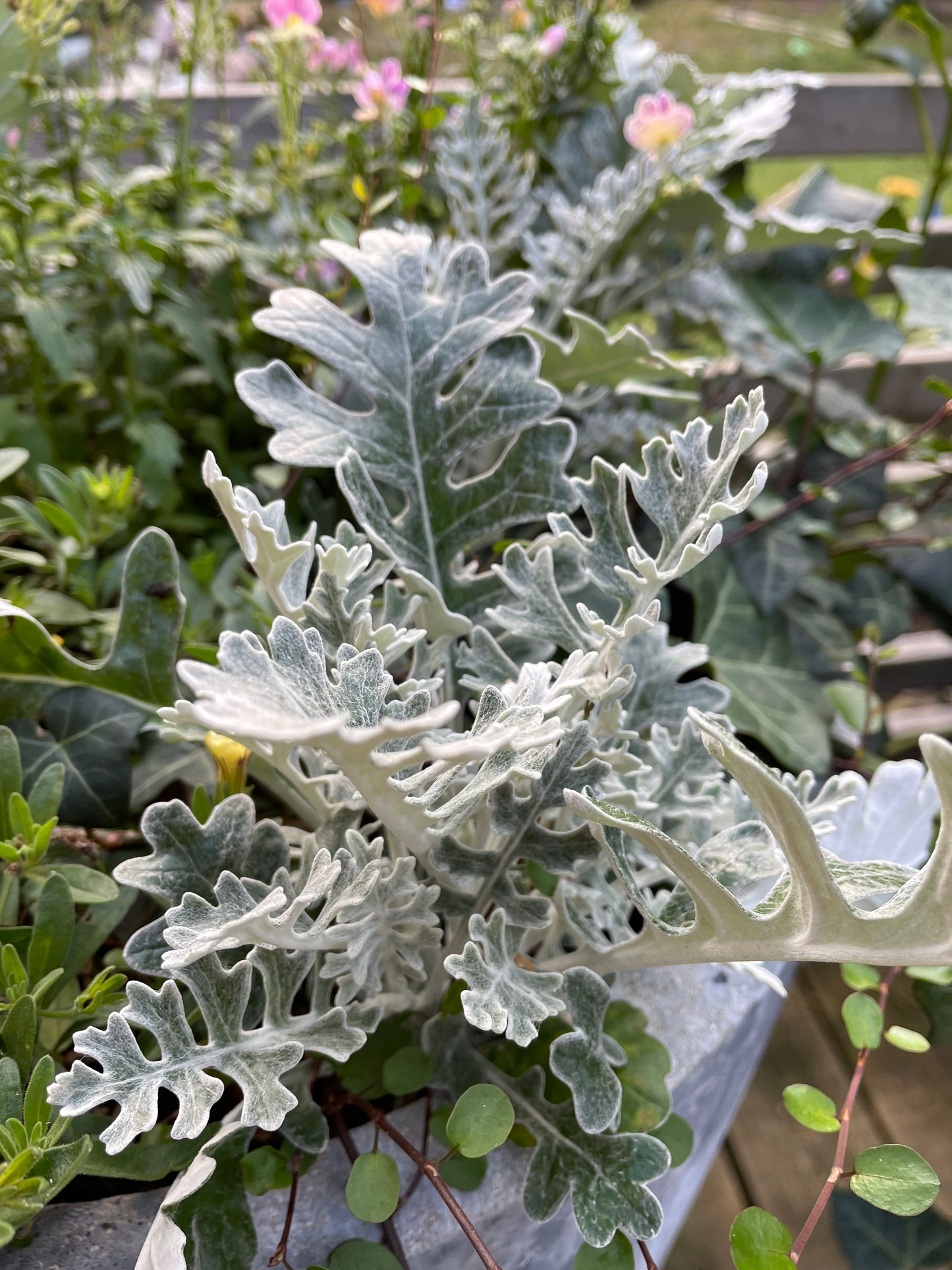 Silverek ”Maritima”