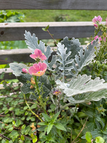 Silverek ”Maritima”