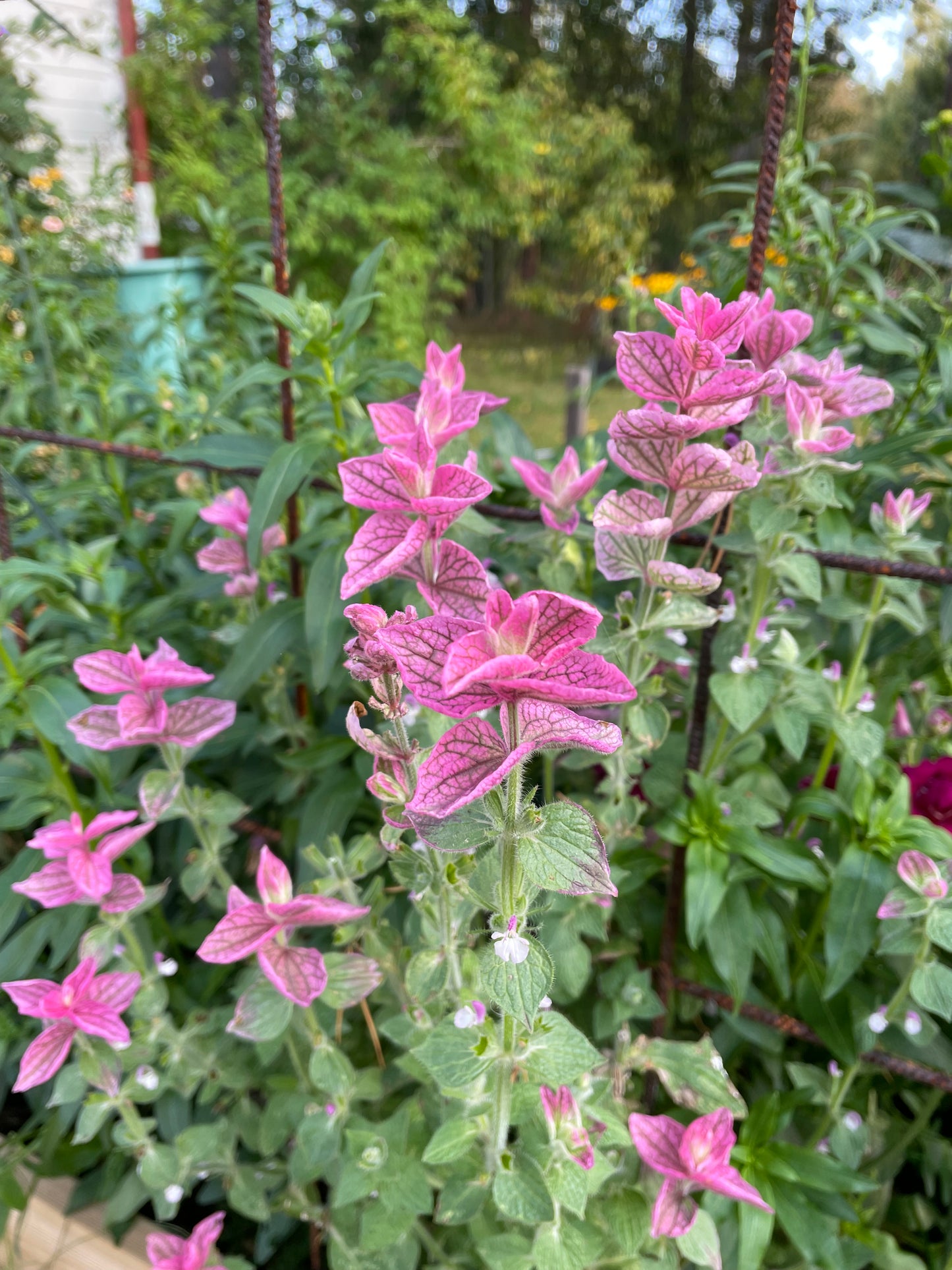 Broksalvia ”Pink Sundae”