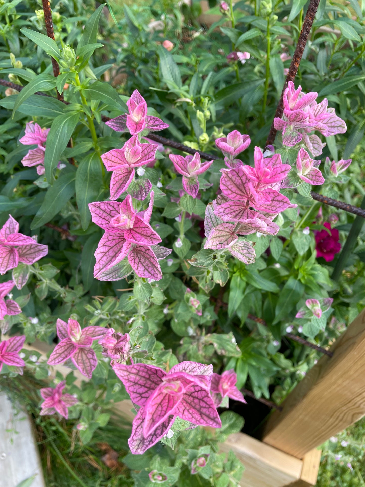 Broksalvia ”Pink Sundae”