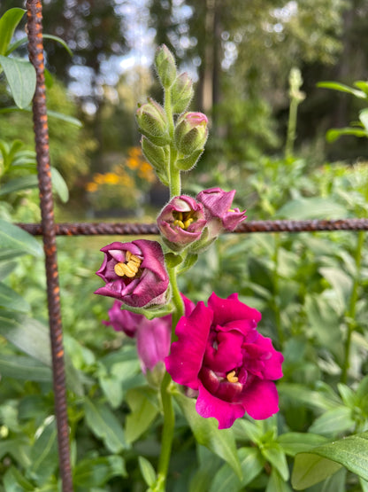 Lejongap ”Madame Butterfly Red”