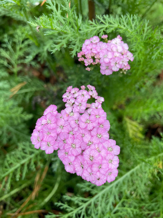 Röllika ”Pastel mix”