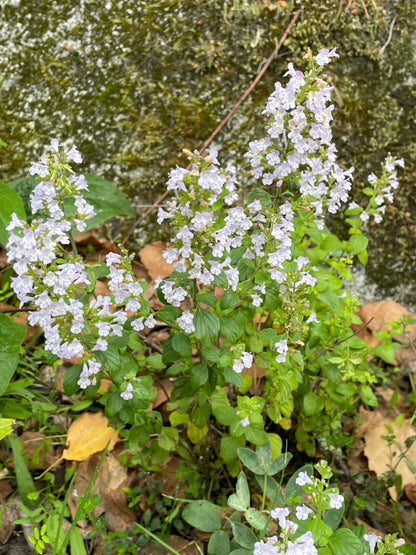 Stenkyndel "Light Blue"