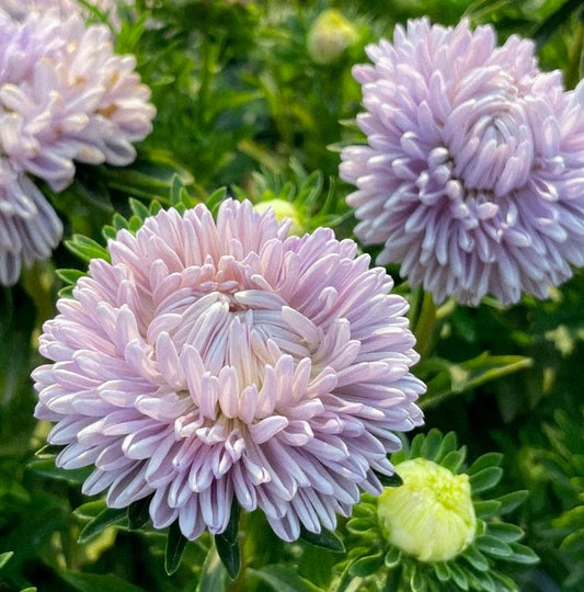 Aster ”Lady Coral Lavender”