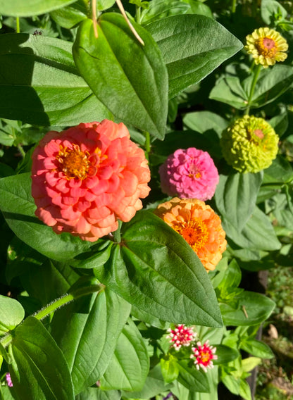 Zinnia ”Lilliput mix”