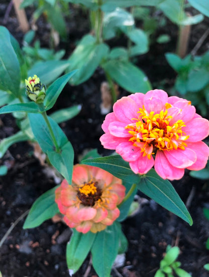 Zinnia ”Lilliput mix”