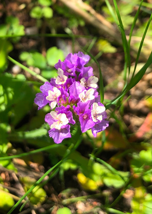 Risp ”Purple shades”