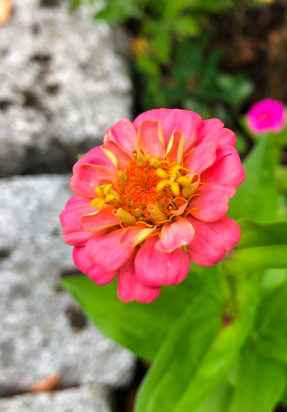 Zinnia ”Lilliput mix”