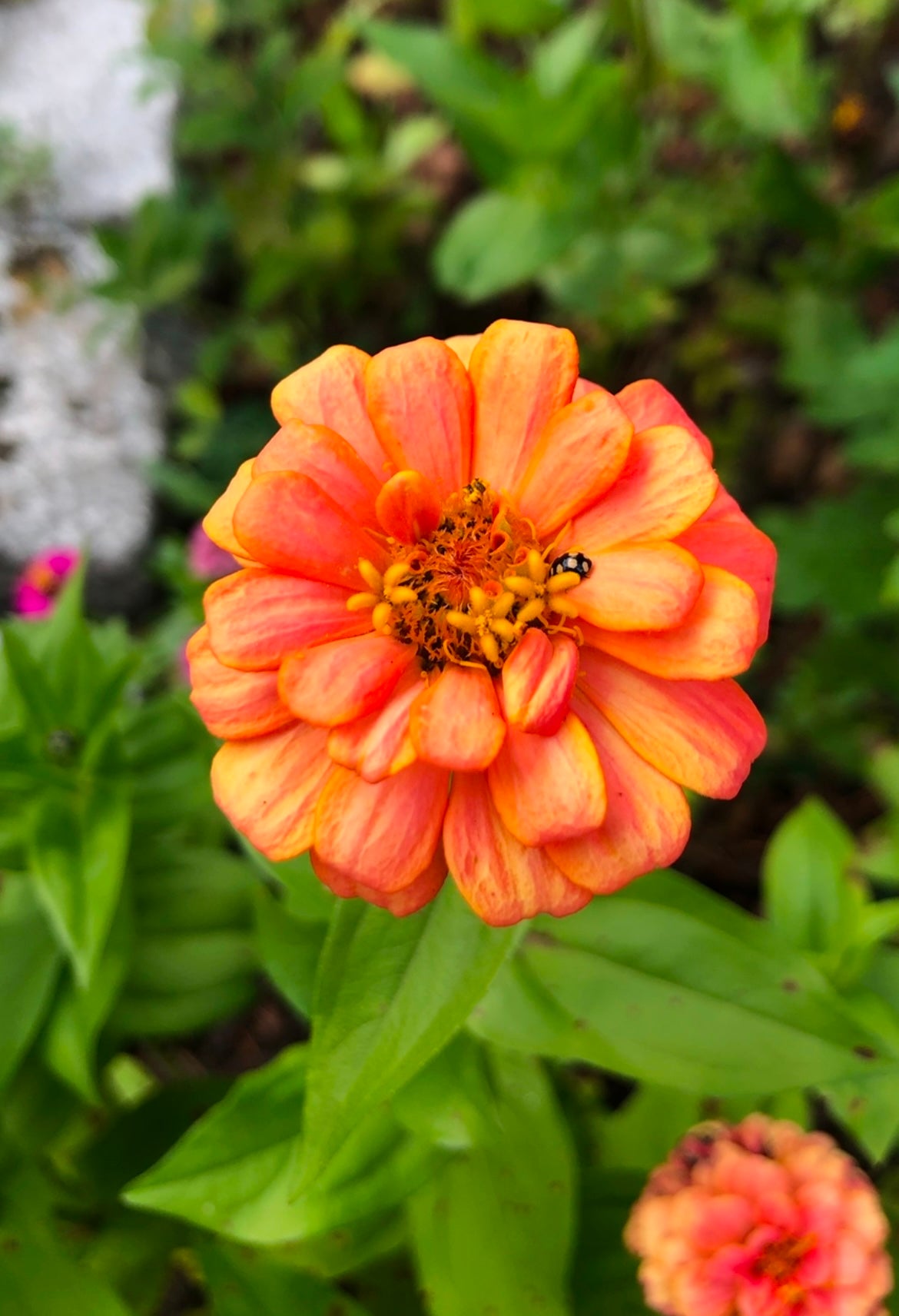 Zinnia ”Lilliput mix”