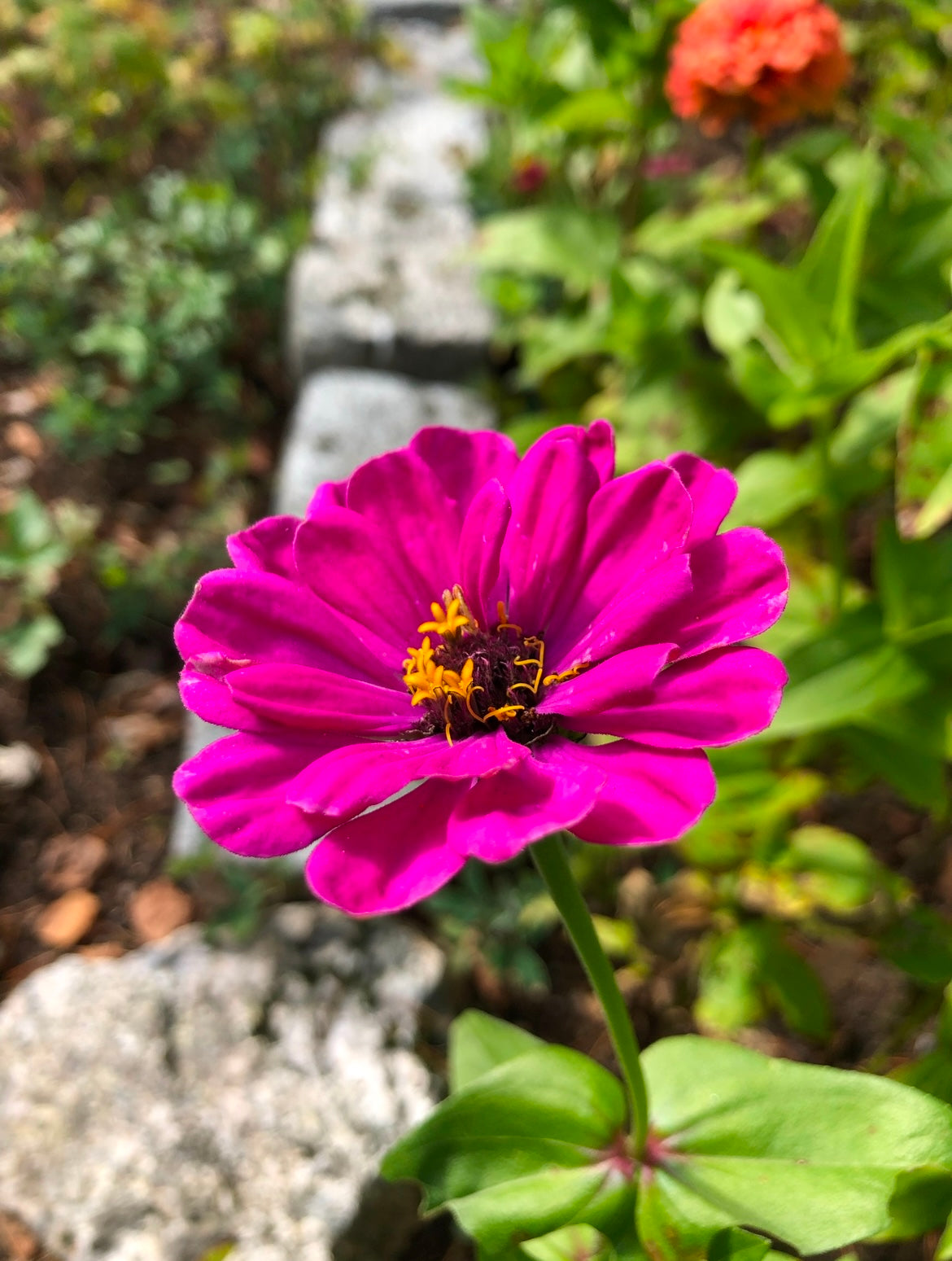 Zinnia ”Lilliput mix”