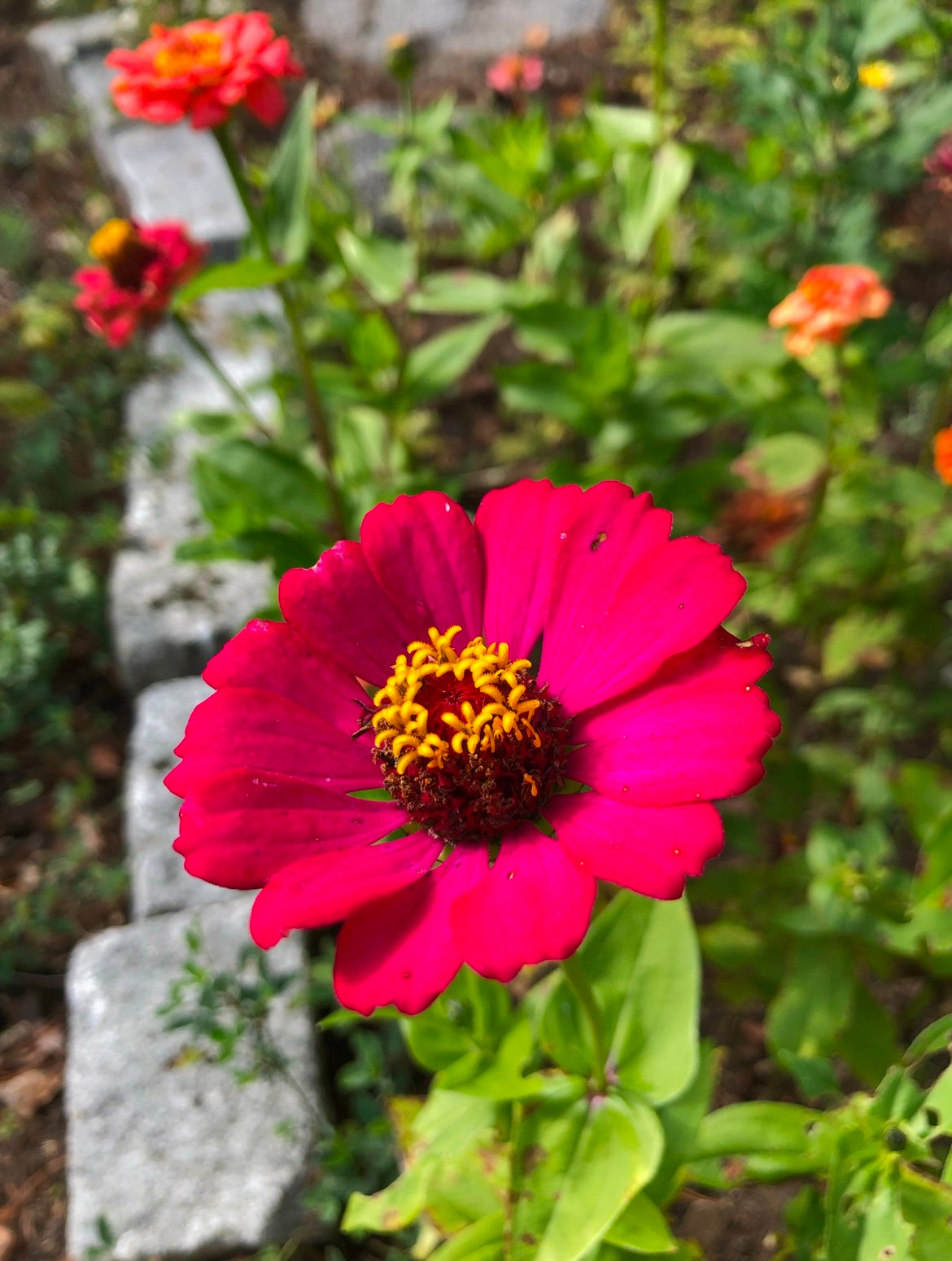 Zinnia ”Lilliput mix”