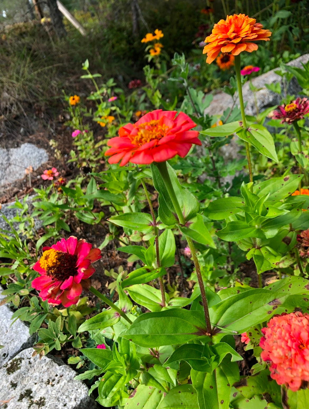 Zinnia ”Lilliput mix”